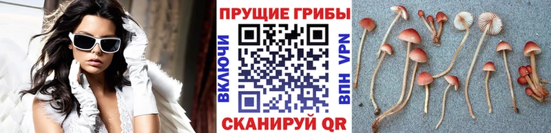 Псилоцибиновые грибы Psilocybine cubensis Истра